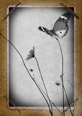 Textured old paper background with dry wild flowers and herbs. Butterfly flying. Art nature. Vintage style frame card