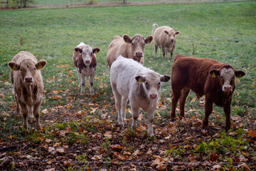 eine Gruppe von Kühen steht auf der Weide und blicken in die Kamera 