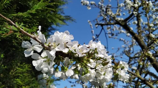 branche de fleurs de cerisier avec un ciel bleu