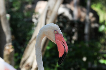 Fototapeta premium An Elegance Flamingo Bird , Pink Lips on White Feathers