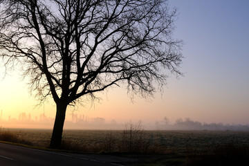 Fototapeta na wymiar Sonnenaufgang hinter einem Baum mit Nebel im Hintergrund