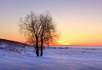 Fototapeta na wymiar Sunrise over the winter bank of the Ob River. The silhouette of a bare tree among the snowdrifts, the orange golden sky on the horizon. Nature of Siberia, Russia