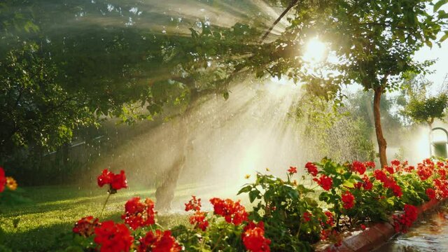 Fabulously beautiful garden with citrus trees and flowering flowers illuminated by the rays of the sun