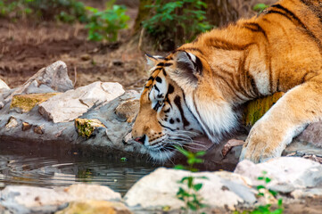 A tiger is drinking from a like