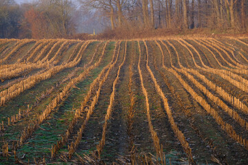 Abgeerntes Maisfeld in der Morgensonne