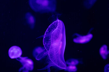 Close up Blubbler Jellyfish , Catostylus townsend , in the Aquarium