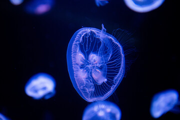 Close up Blubbler Jellyfish , Catostylus townsend , in the Aquarium