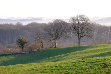 Fototapeta na wymiar Hügelige Weiden mit Bäumen und tief hängender Nebel im Hintergrund