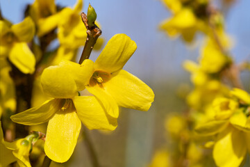 Forsythia, Forsythia intermedia