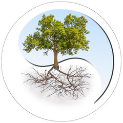 Arbre racines apparentes, yin yang