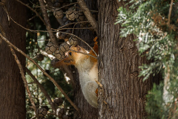 Fototapeta premium Squirrel fluffy funny with a red tail and ears close-up on a tree. Eurasian red squirrel runs along the trunk of a tree with a nut. Tame squirrels live in the park and beg for nuts. Wild animal world.