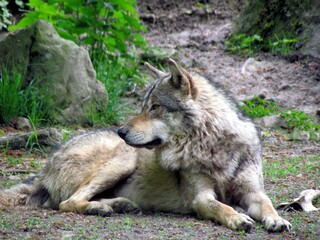 loup