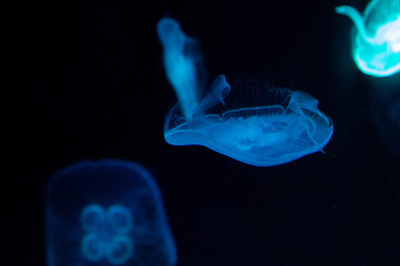 Close up Blubbler Jellyfish in the Aquarium