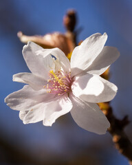 Obraz premium Higan cherry, Prunus subhirtella