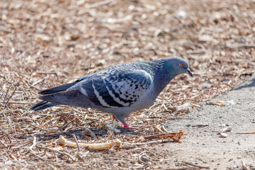 Pigeon in the spring in search of food on the ground. Close-up