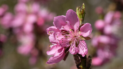 Nectarine tree, Prunus persica