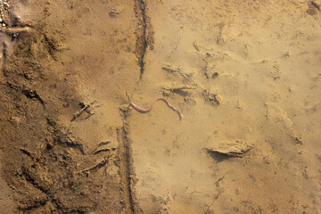Fototapeta na wymiar long earthworm lies in a rain puddle produced by rain.