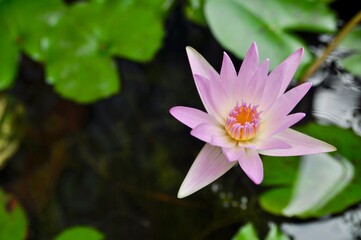Fototapeta premium water lilies (Nymphaeaceae) with green leafs on water surface in the background
