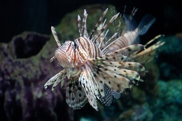 Fototapeta na wymiar Close up Red Lionfish in the Aquarium