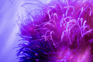Close up Sea Anemone in the Aquarium