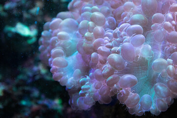 Close up Sea Anemone in the Aquarium