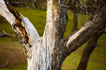 Green landscape. Spring Nature. Park with Green Grass and Trees. Travel in Europe