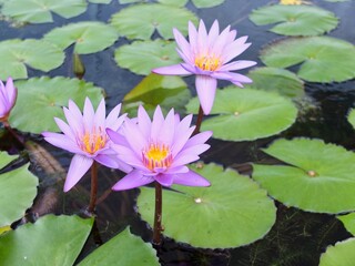 water lilies (Nymphaeaceae) with green leafs on water surface in the background