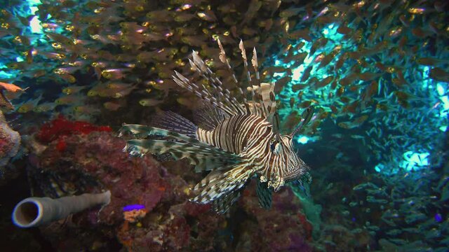 Close-up of a Devil Lionfish (Pterois miles) floating in a cave among a school of small fish