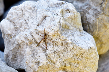 Listspinne (Pisaura mirabilis)