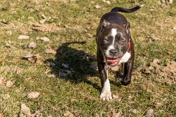 friendly dog Pitbull terrier puppy. Little puppy American Pit Bull Terrier on meadow.