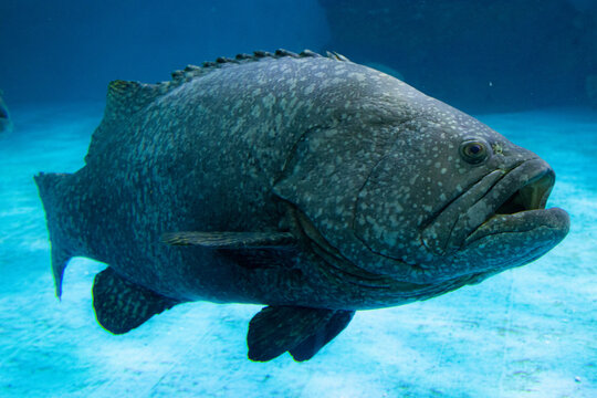 Close up Giant Grouper Fish, Epinephelus Lanceolatus