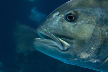 Fototapeta premium Close up Giant Grouper Fish, Epinephelus Lanceolatus