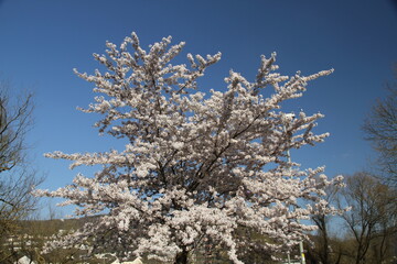 Frühling