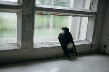 bird in the window