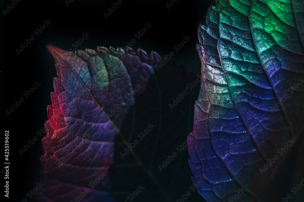 Poster beautiful faded old leaf in colorful light on a black. minimalism retro style concept. background pa