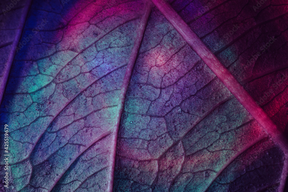 Poster close up beautiful abstract leaf in colorful light. minimalism modern style concept. black backgroun
