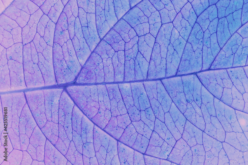 Poster close up beautiful abstract leaf in neon light. minimalism modern style concept. background pattern 