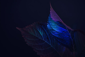 Beautiful faded old leaf in colorful light on a black. Minimalism retro style concept. Background...
