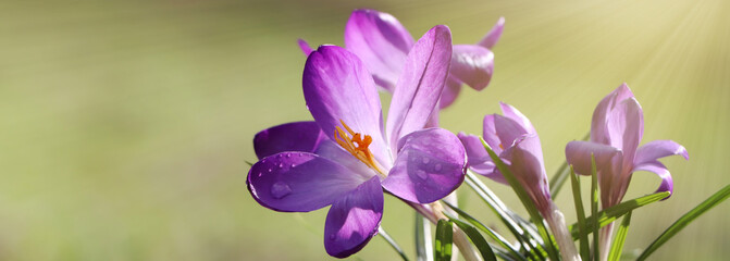 Beautiful purple crocus flowers growing outdoors, closeup view with space for text. Banner design