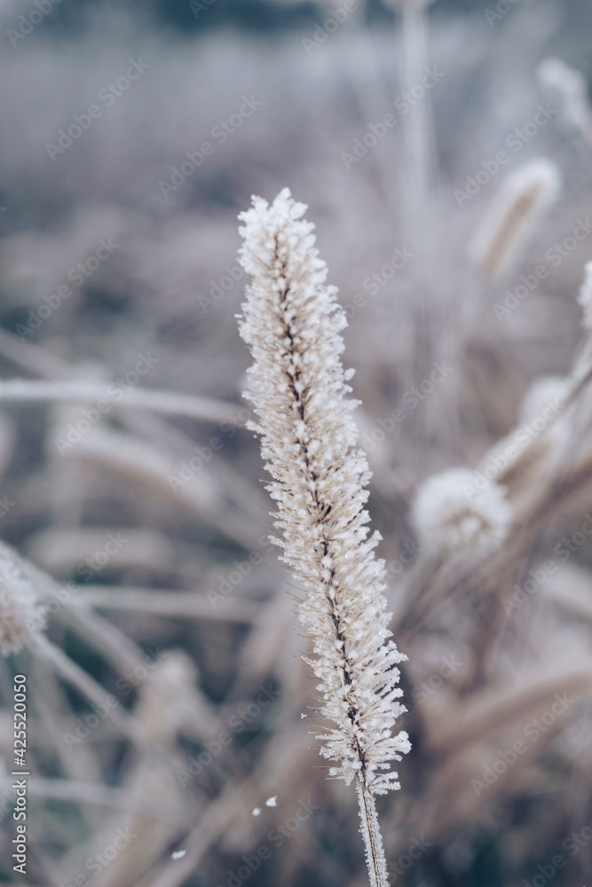 Leinwandbilder close up frozen wild grass of a wild greater. nature background pattern texture for design.