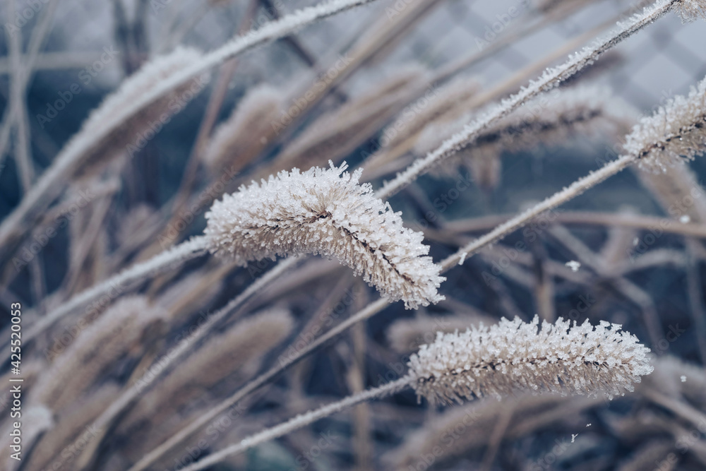 Aufkleber Close up frozen wild grass of a wild greater. Nature background pattern texture for design.