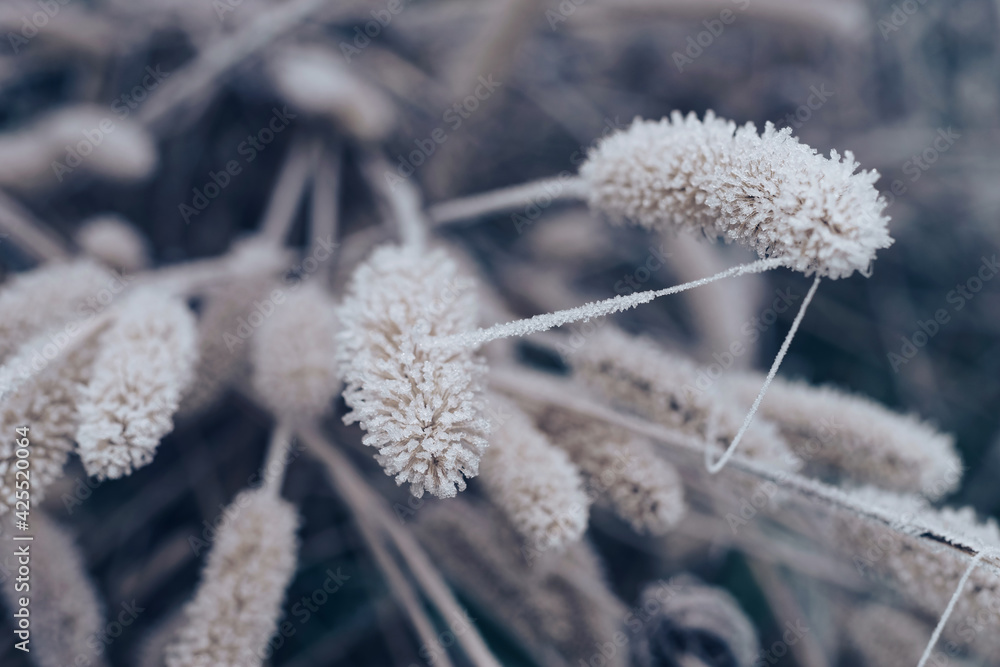 Leinwandbilder beautiful frozen wild grass of a wild greater. nature background pattern texture for design.