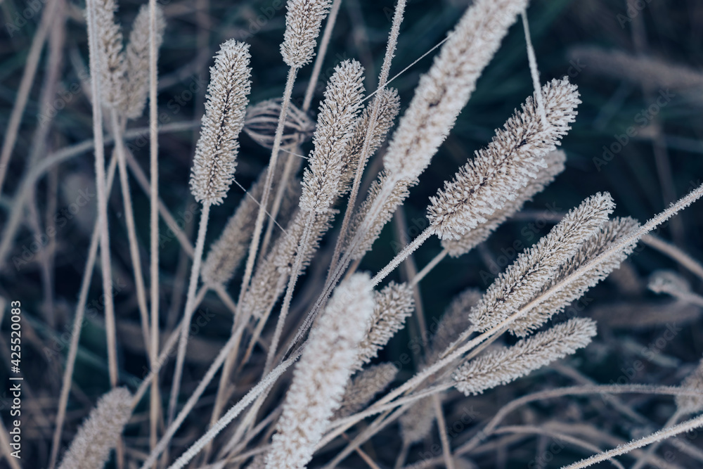 Aufkleber Beautiful frozen wild grass  of a wild greater. Nature background pattern texture for design.