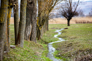 Green landscape. Spring Nature. Park with Green Grass and Trees. Travel in Europe