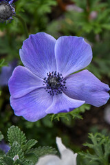 blue and purple pope anemone flower