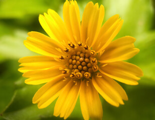 yellow daisy flower