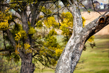Green landscape. Spring Nature. Park with Green Grass and Trees. Travel in Europe