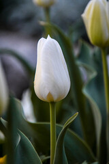 white tulip on black background
