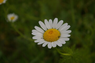 Fototapeta premium daisy in the grass