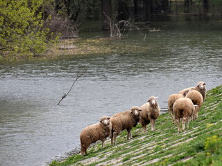 Sheep standing on the  river bank grazing the grass